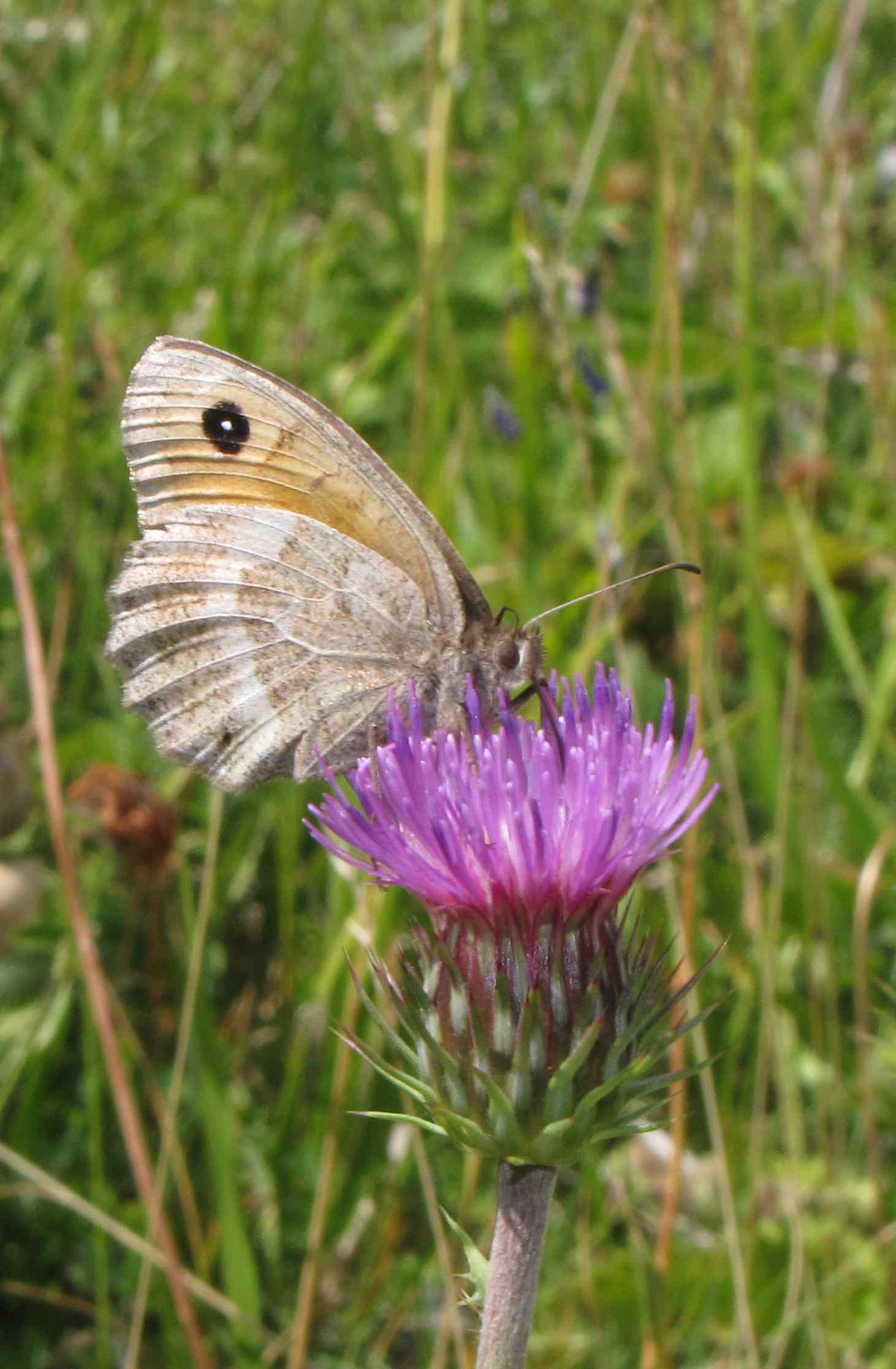 arethusana? No, Satyrus ferula ♀